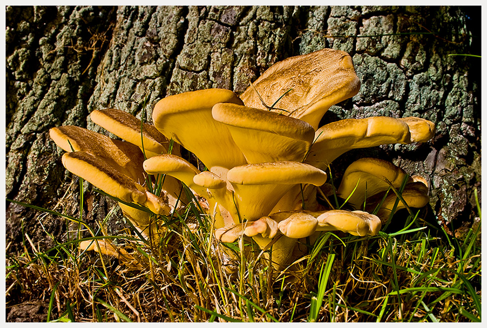 Pilze am Birnenbaum