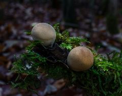 Pilze am grünen Ast...