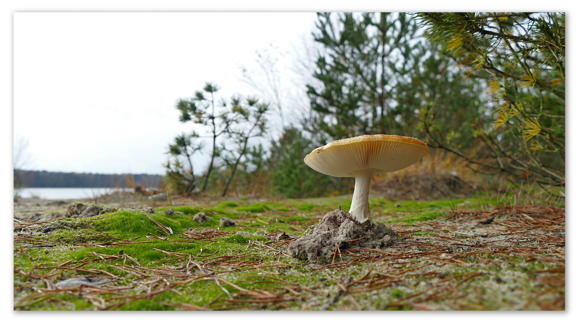 Pilze am Haye Glas See