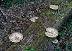 Pilze am modrigen Baum