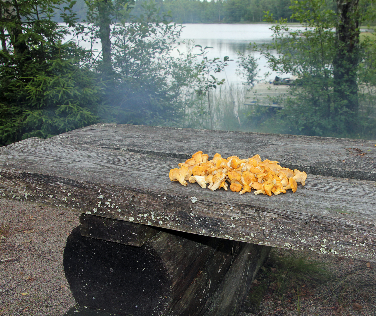 Pilze am Sandören