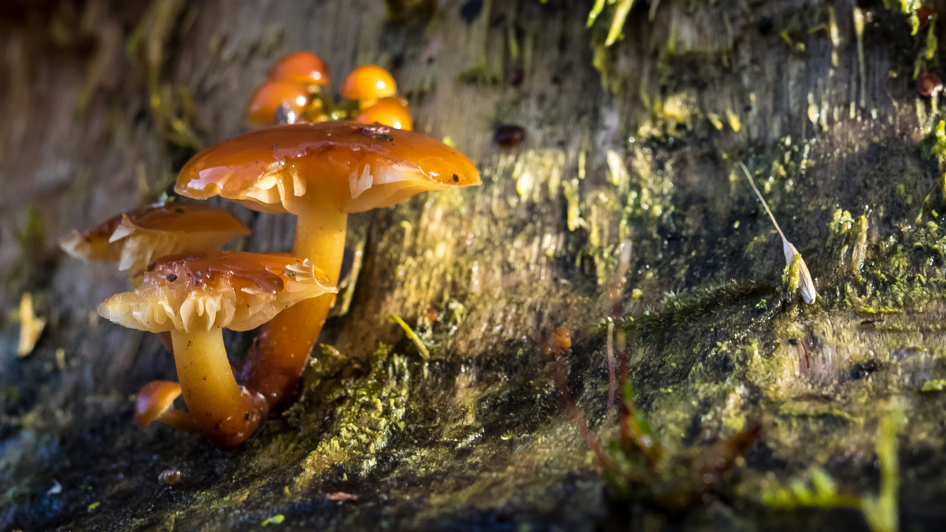Pilze am Stamm Foto & Bild pflanzen, pilze, natur Bilder auf