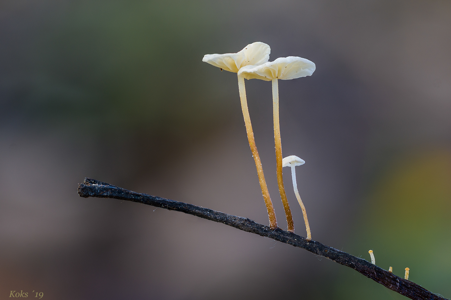 Pilze am Stiel