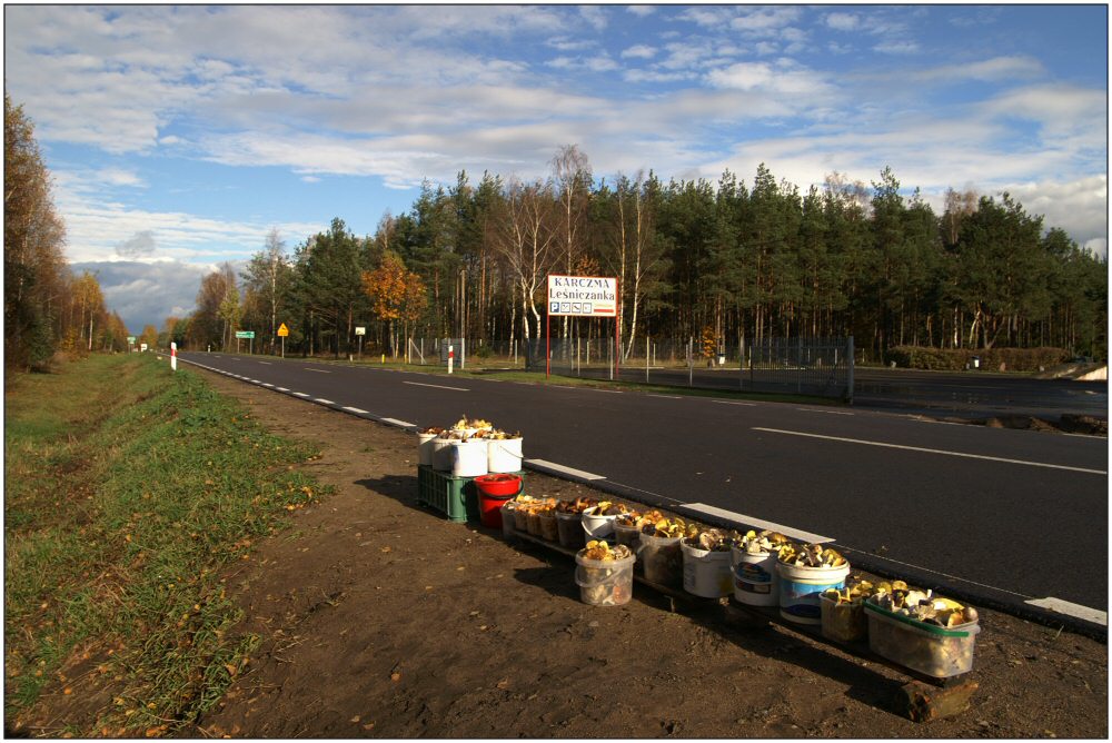 Pilze am Straßenrand