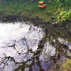 Pilze am Teich