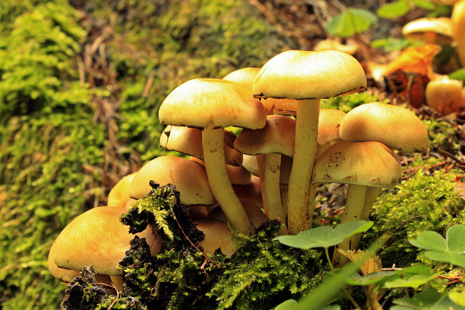 Pilze am Waldboden