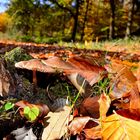 Pilze am Wegesrand