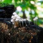 Pilze am Wegesrand