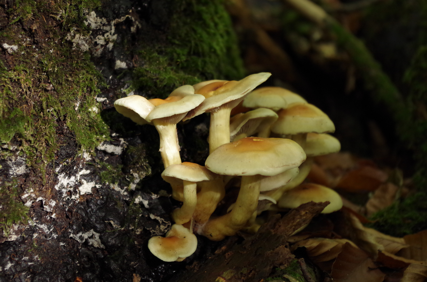 Pilze an Baumstamm Foto & Bild jahreszeiten, herbst, natur Bilder auf