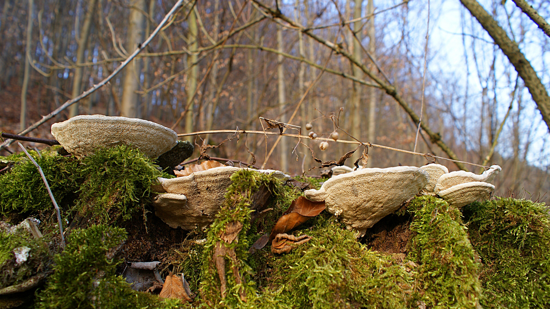 Pilze an Baumstamm