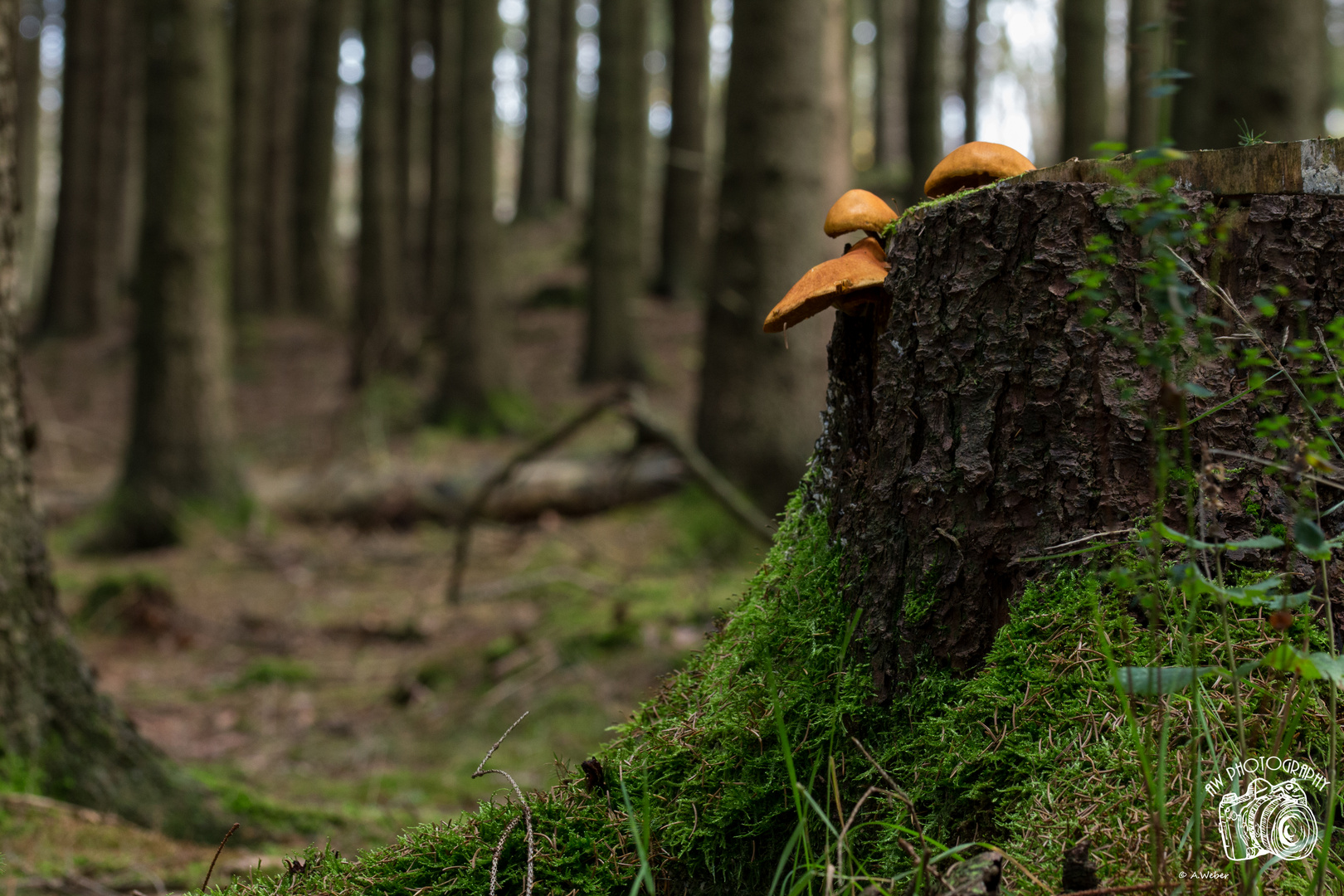 Pilze an einen Baumstumpf