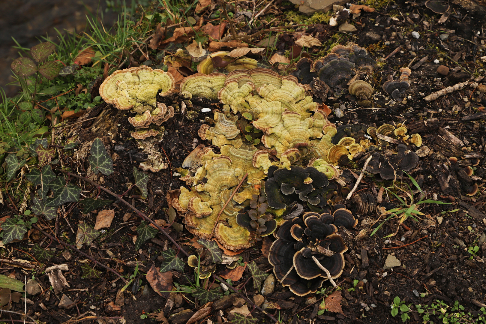 Pilze auf altem Baumstumpf (2020_02_16_8144_ji)