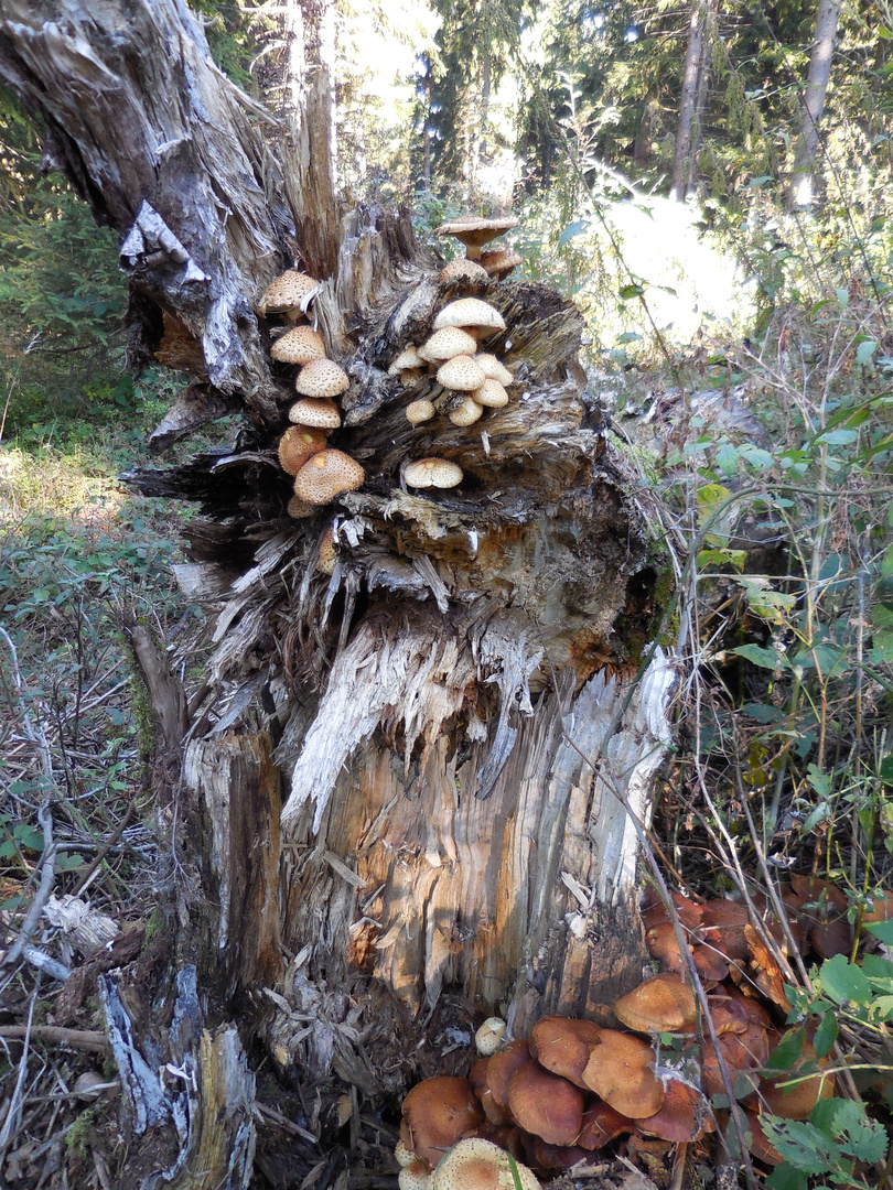 Pilze auf altem Holz