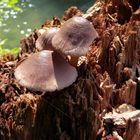 Pilze auf Altholz