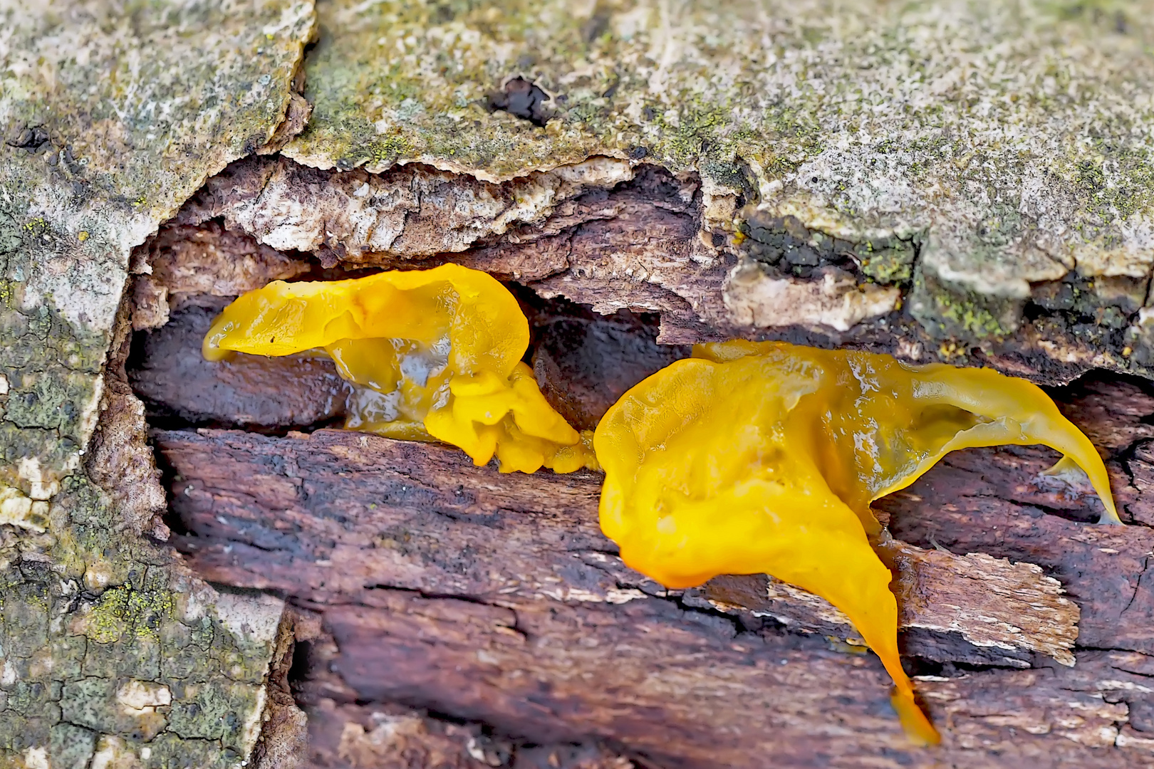 Pilze auf Altholz im tiefen Wald ...