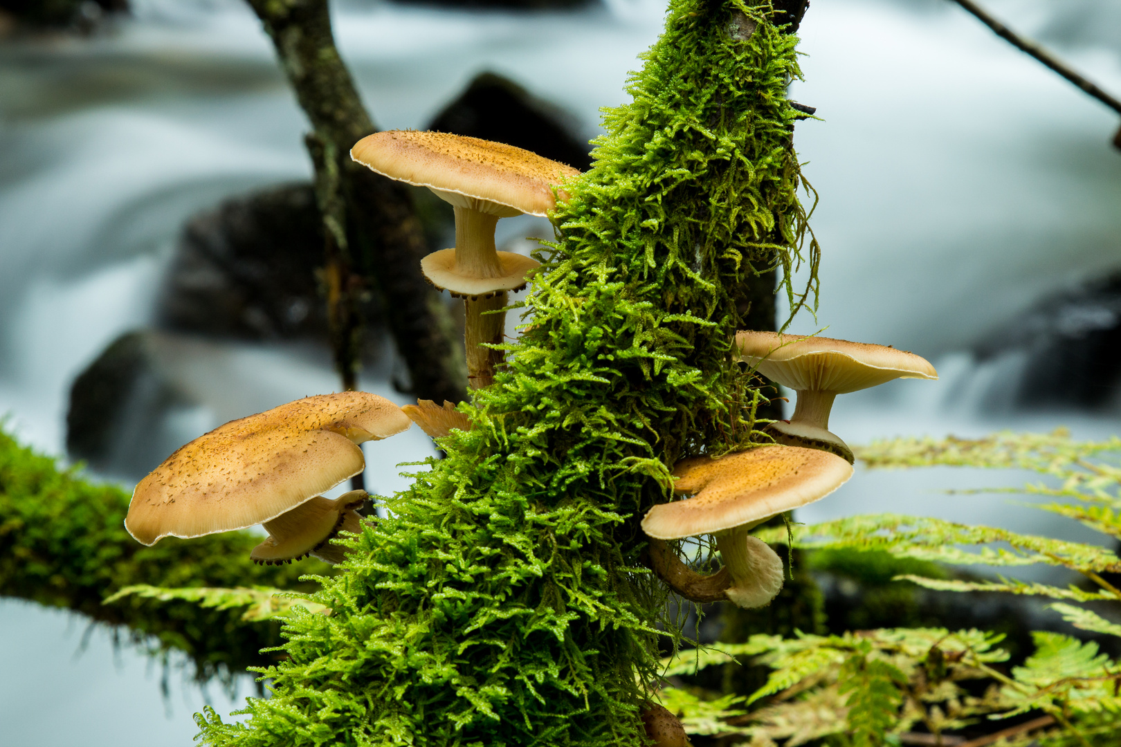 Pilze auf Baum