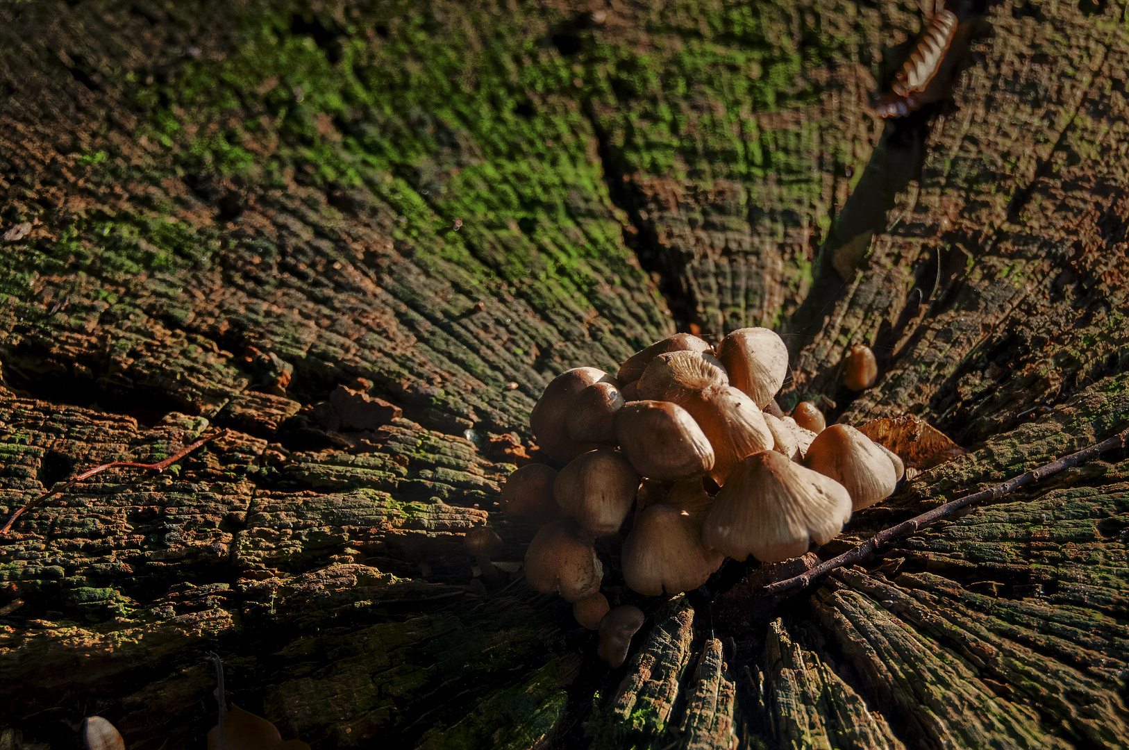 Pilze auf Baumscheibe