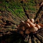 Pilze auf Baumscheibe