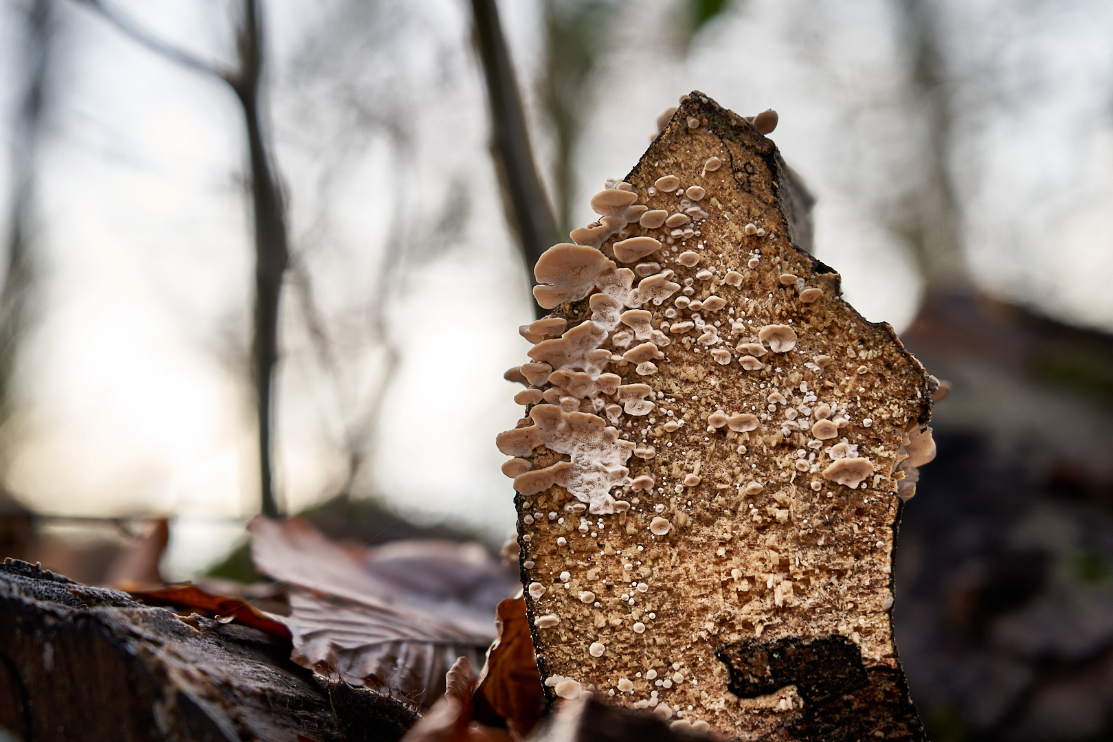 Pilze auf  Baumscheibe 