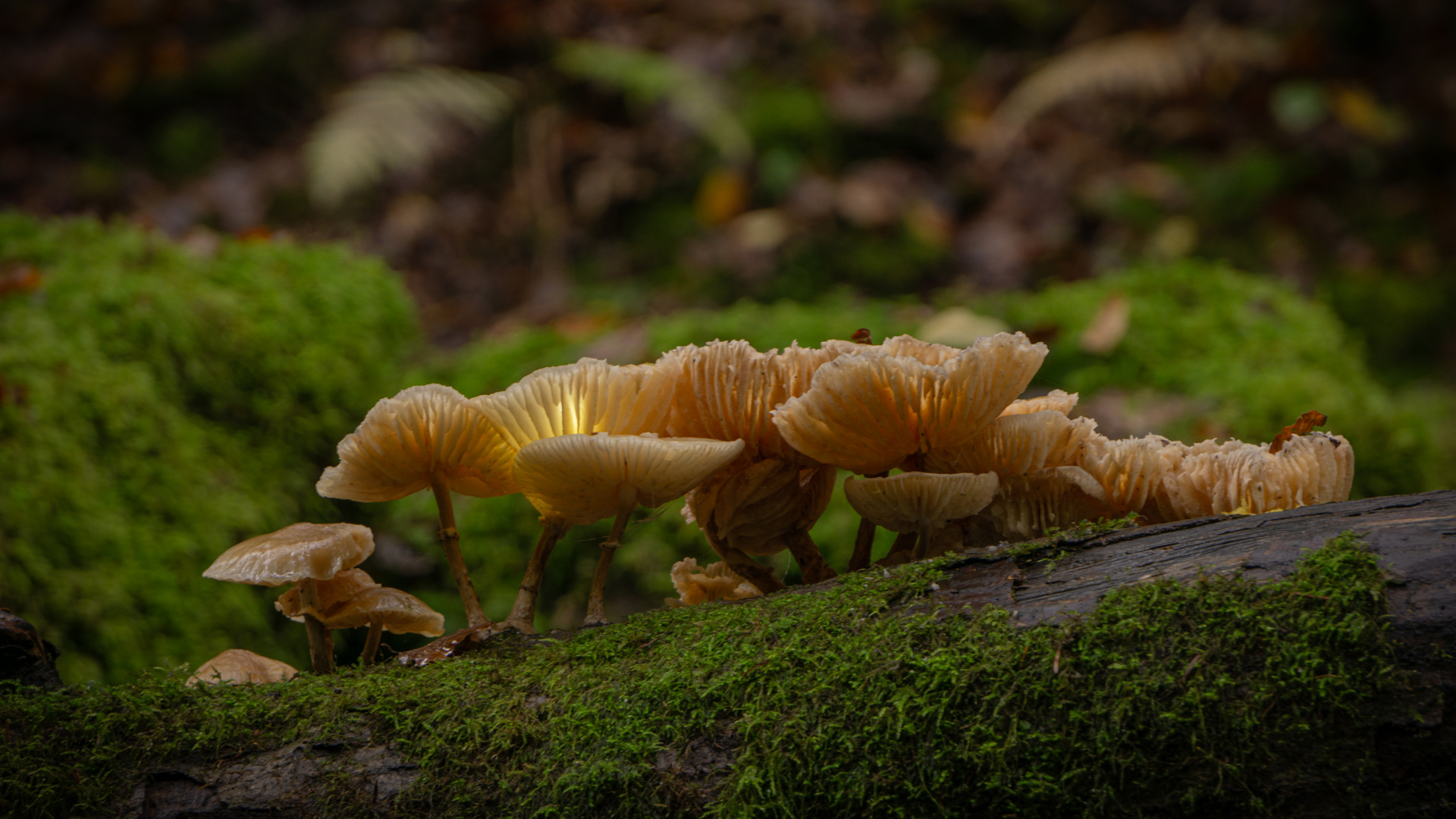 Pilze auf Baumstamm-08659