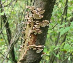 Pilze auf Baumstamm