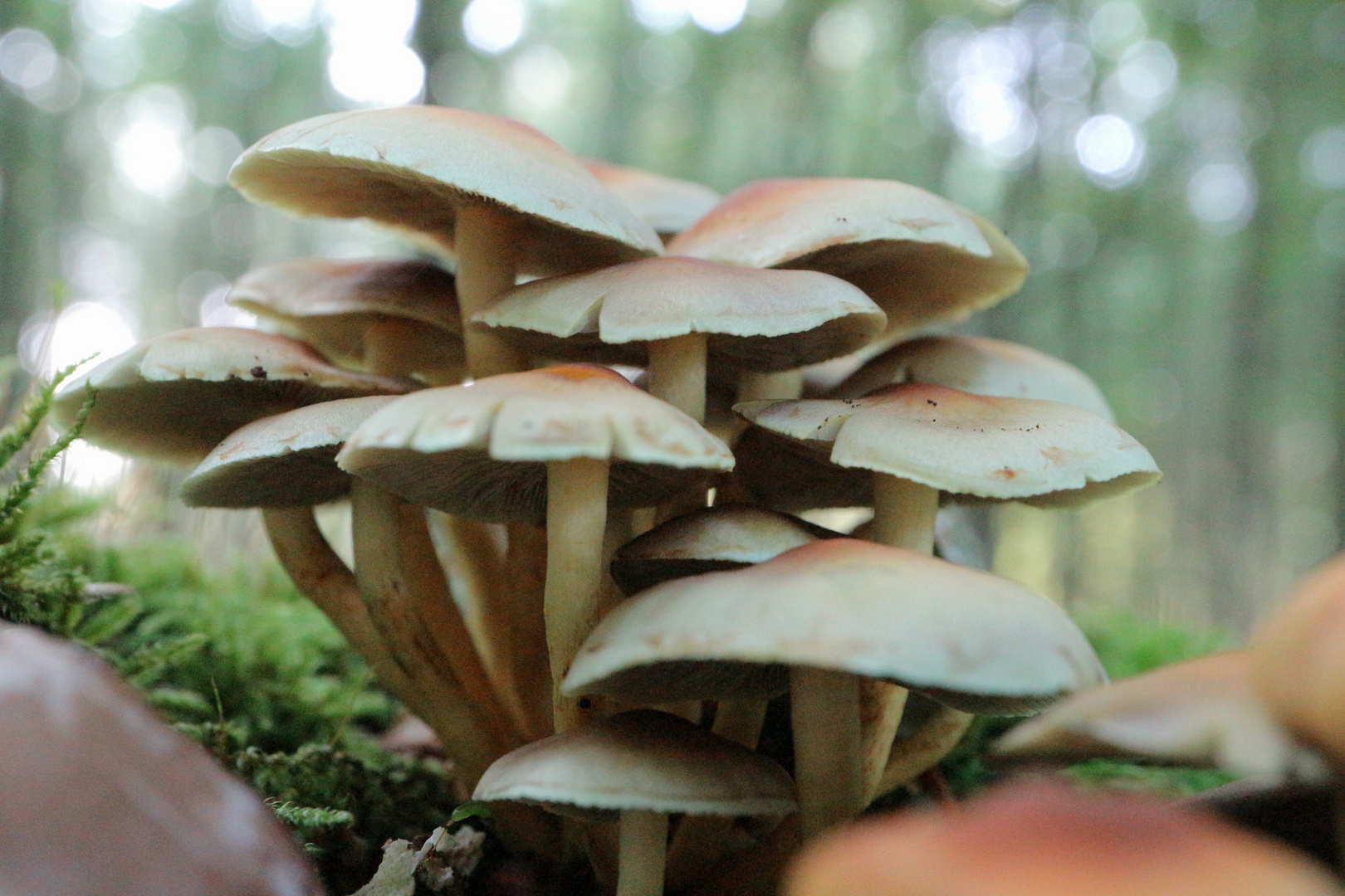 Pilze auf Baumstumpf