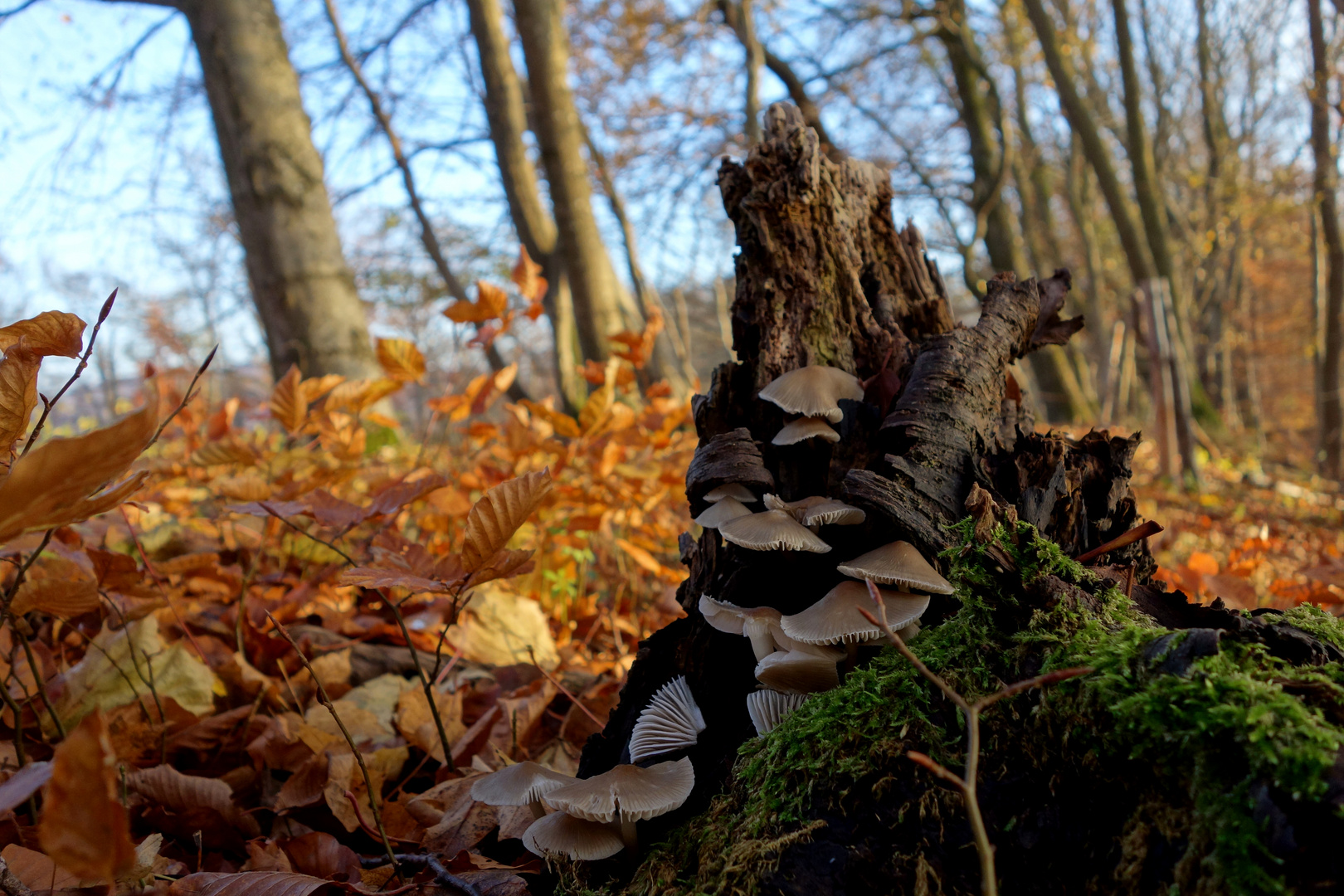 Pilze auf Baumstumpf