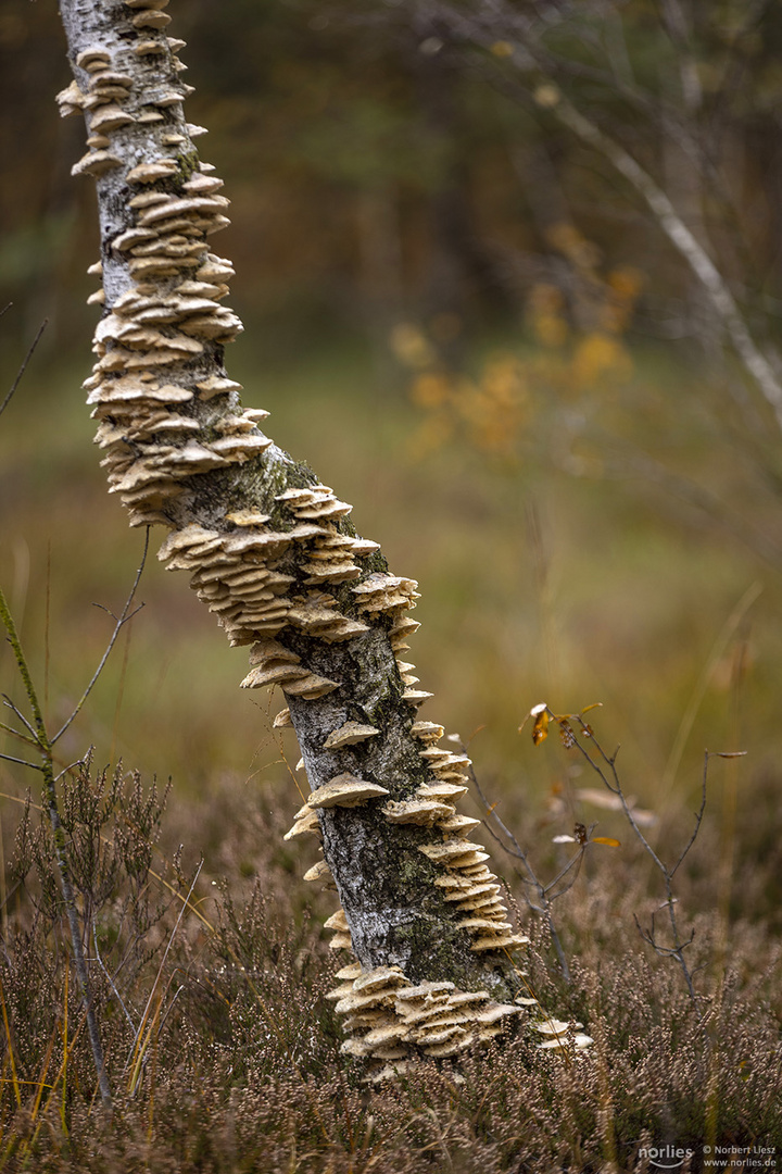 Pilze auf Birkenstamm