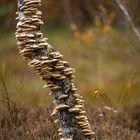 Pilze auf Birkenstamm