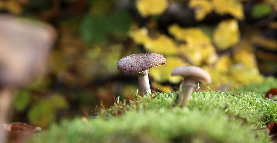 Pilze auf dem alten Baumstamm