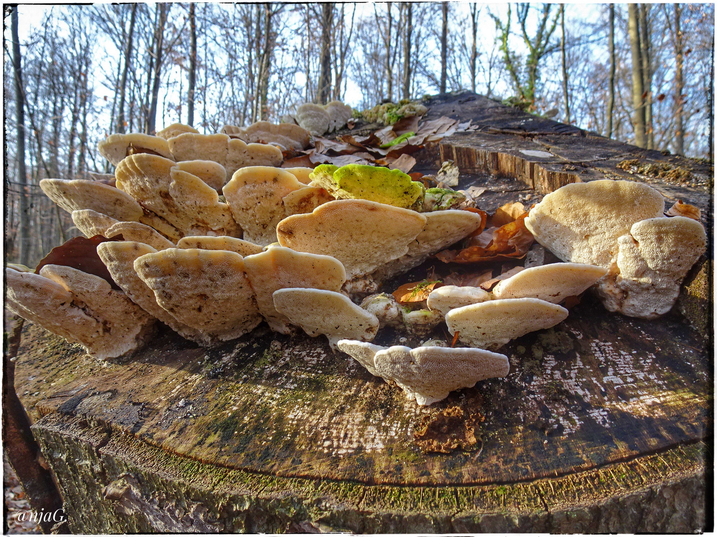 Pilze auf dem Baumstamm …