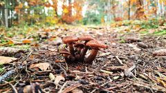 Pilze auf dem Klimaweg