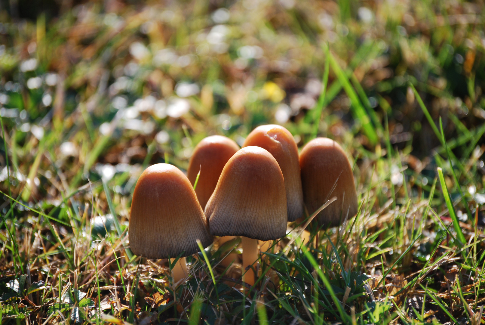 Pilze auf dem Rasen