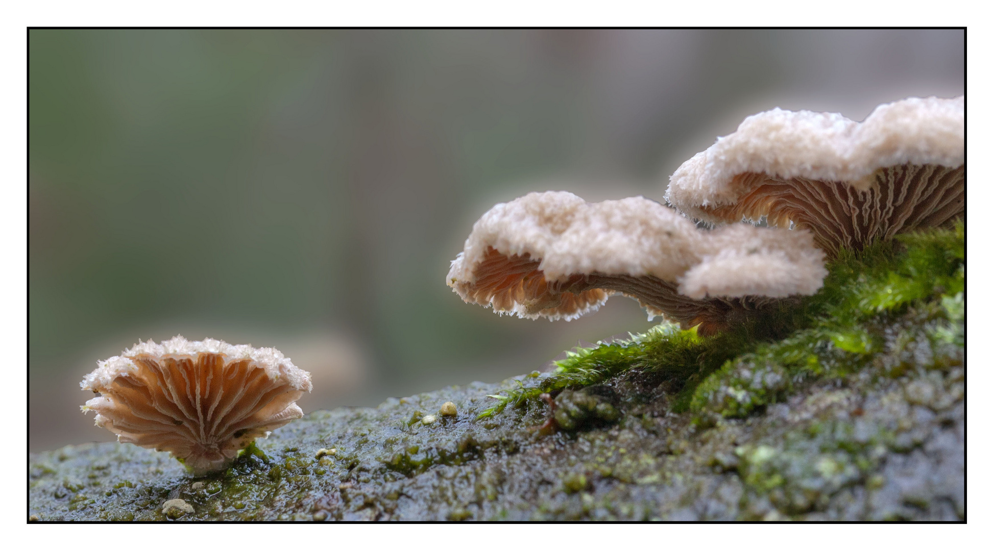 Pilze auf der Rinde einer Buche