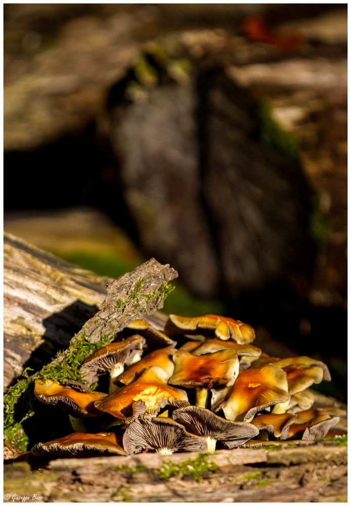 Pilze auf der Sonnenbank