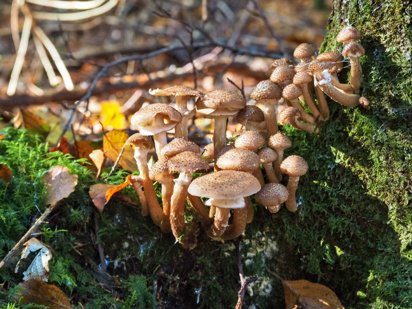 Pilze auf der Sonnenseite