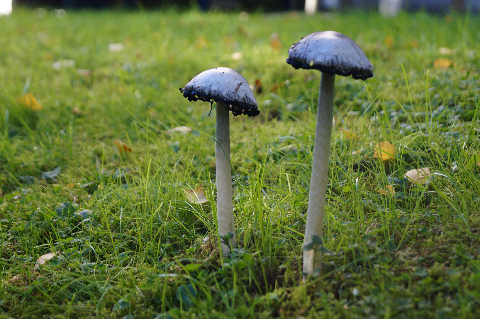 pilze auf der Veranda