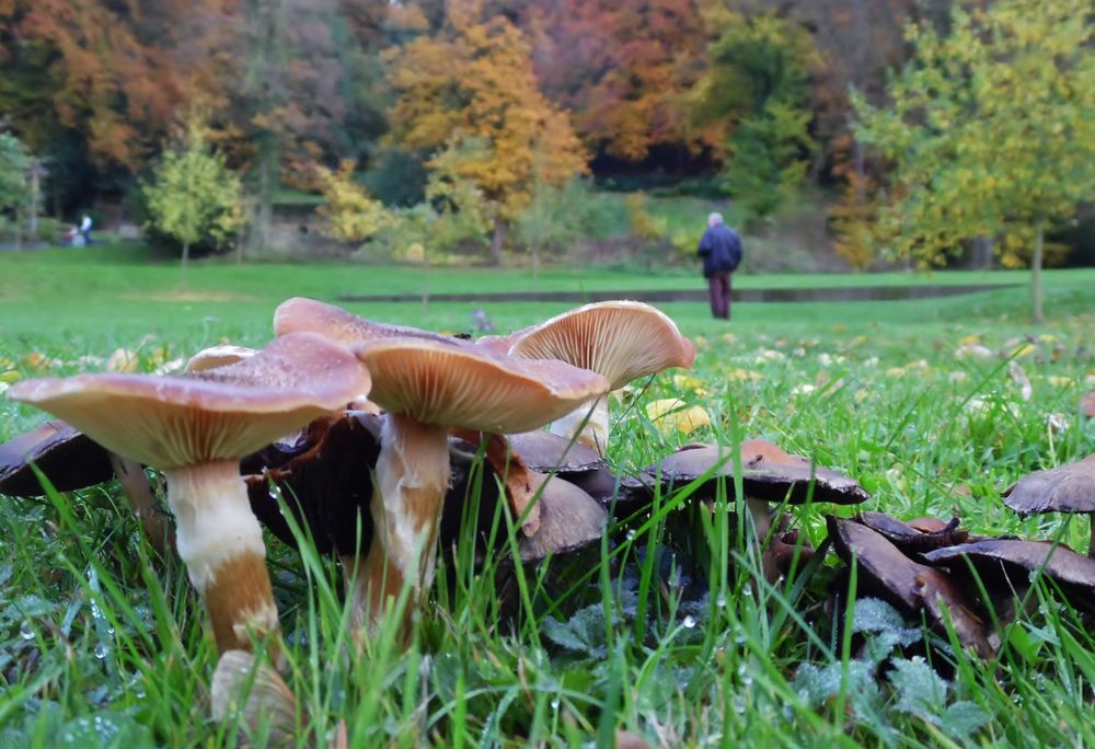 Pilze auf der Wiese Foto & Bild pflanzen, wiese, natur Bilder auf
