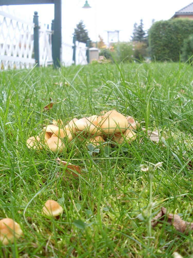 Pilze auf der Wiese Foto & Bild pflanzen, pilze & flechten, pilze