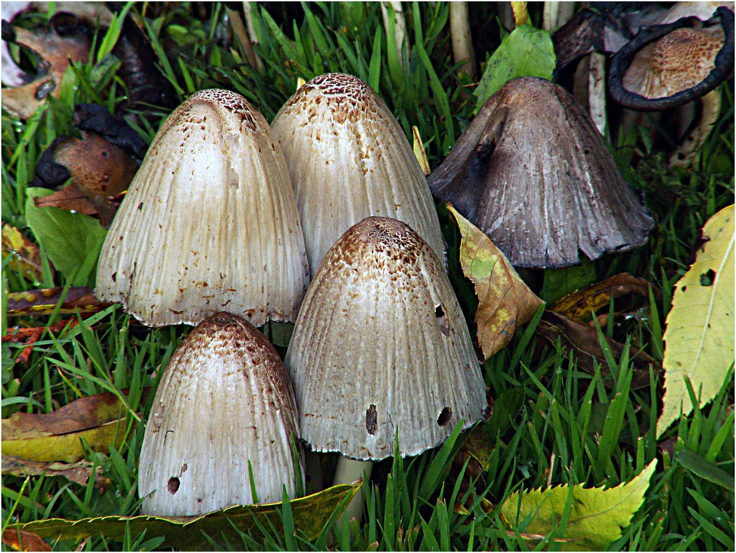 PIlze auf der Wiese (Tintlinge?) Foto & Bild natur Bilder auf