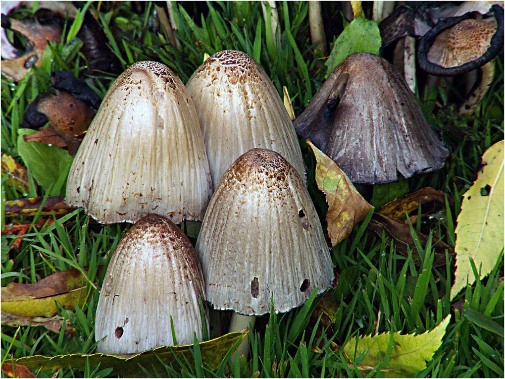 PIlze auf der Wiese (Tintlinge?) Foto & Bild natur Bilder auf