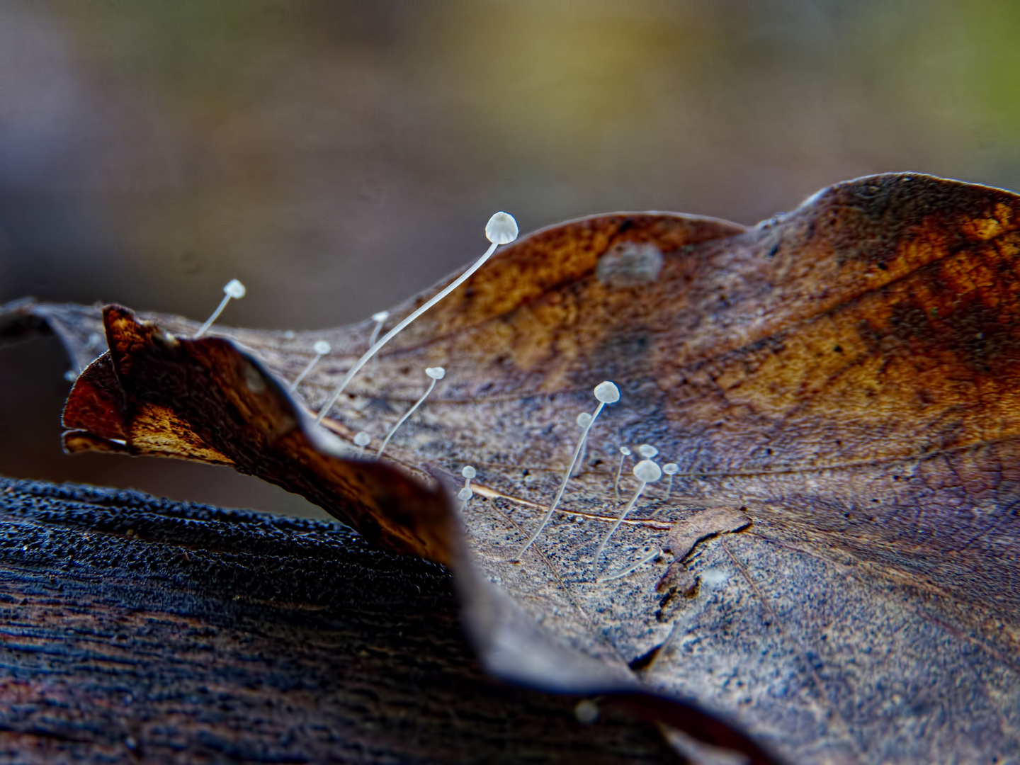 Pilze auf einem Blatt