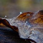 Pilze auf einem Blatt