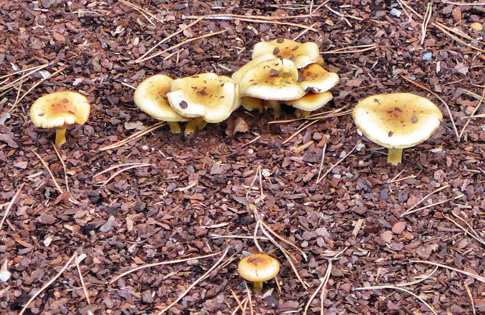 Pilze auf einem Friedhof