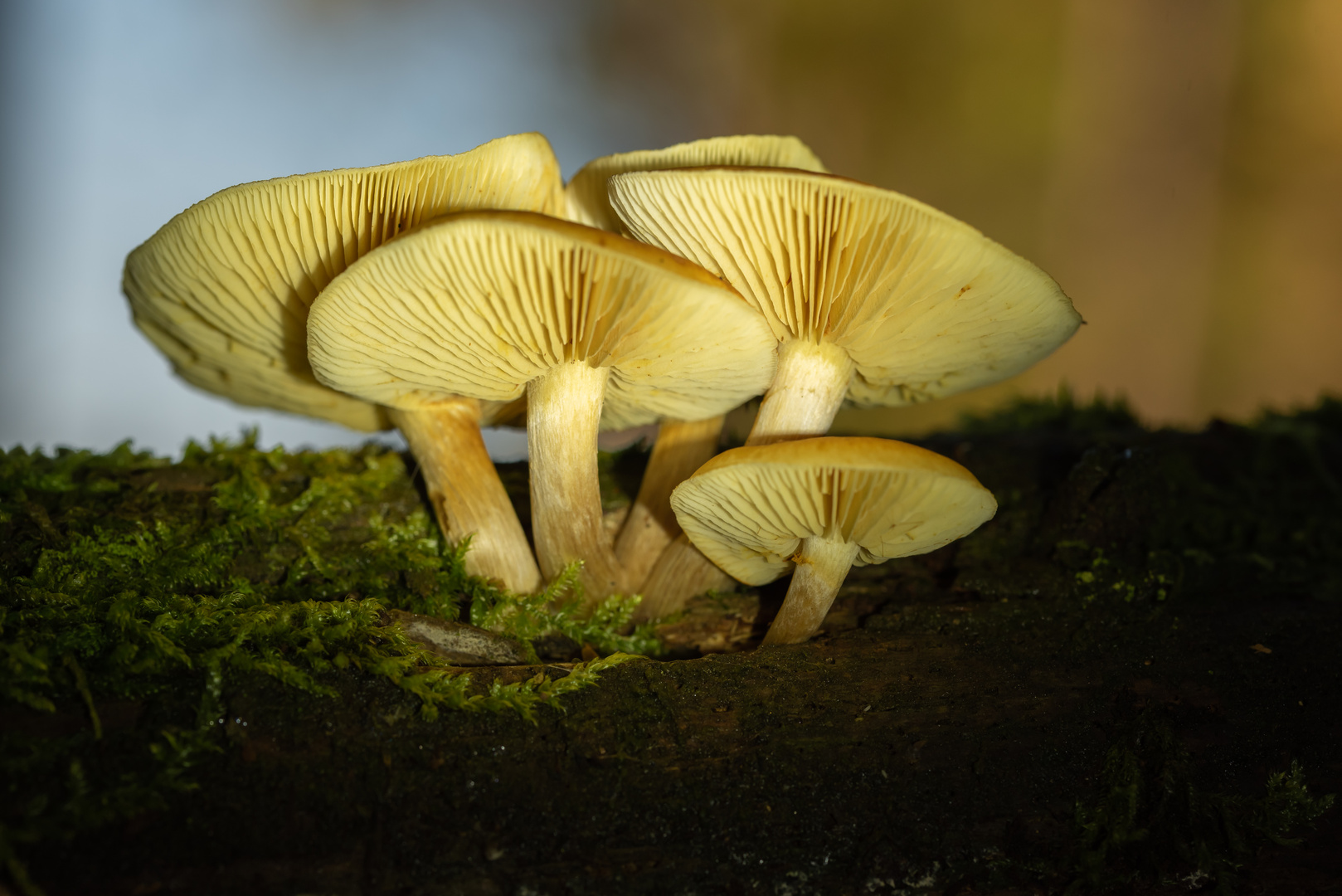 Pilze auf einem morschen Baumstamm