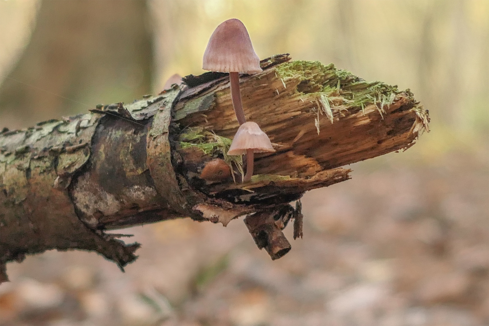 Pilze auf einem morschen Birkenast im Wald