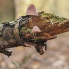 Pilze auf einem morschen Birkenast im Wald