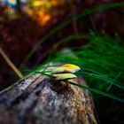 Pilze auf einem umgekippten Baum 