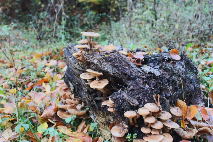 Pilze auf einen Stamm!