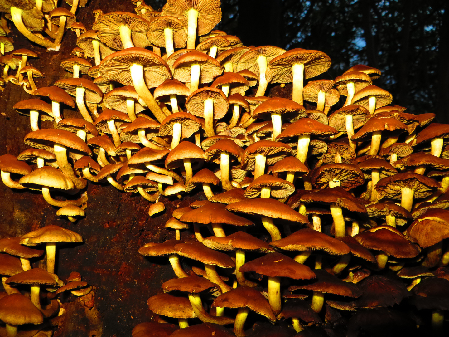 Pilze auf gefälltem Baumstamm